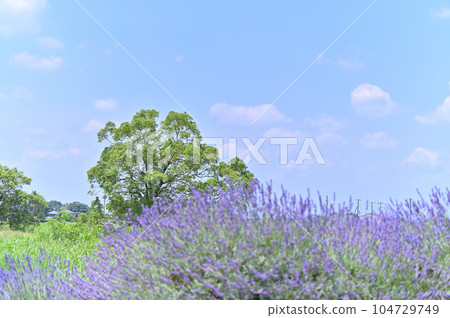 Lavender in full bloom and a refreshing summer sky, Shobu Town, Kuki City, Saitama Prefecture 104729749
