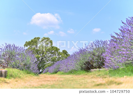 Lavender in full bloom and a refreshing summer sky, Shobu Town, Kuki City, Saitama Prefecture 104729750