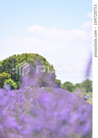 Lavender in full bloom and a refreshing summer sky, Shobu Town, Kuki City, Saitama Prefecture 104729753