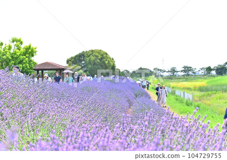 Lavender in full bloom and a refreshing summer sky, Shobu Town, Kuki City, Saitama Prefecture Lavender in full bloom and a refreshing summer sky, Shobu Town, Kuki City, Saitama Prefecture 104729755