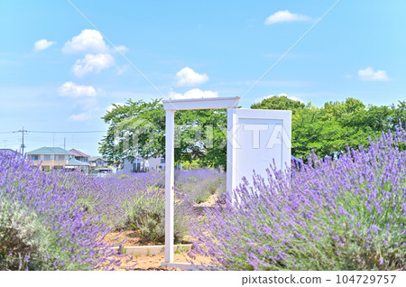 Lavender in full bloom and a white door in Shobu-cho, Kuki City, Saitama Prefecture 104729757