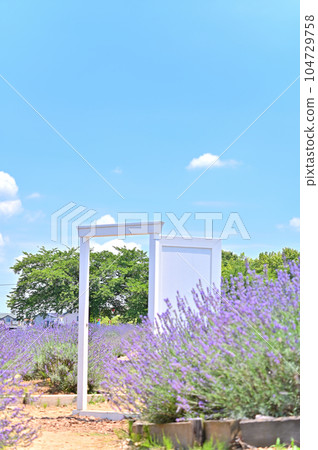 Lavender in full bloom and a white door in Shobu-cho, Kuki City, Saitama Prefecture 104729758