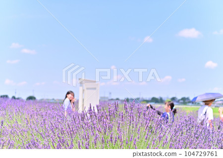 Lavender in full bloom and a white door in Shobu-cho, Kuki City, Saitama Prefecture Lavender in full bloom and a white door in Shobu-cho, Kuki City, Saitama Prefecture 104729761