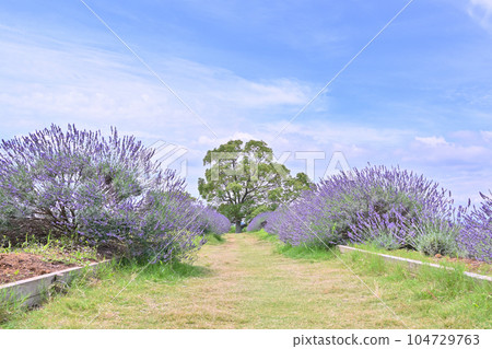 Lavender in full bloom and a refreshing summer sky, Shobu Town, Kuki City, Saitama Prefecture 104729763