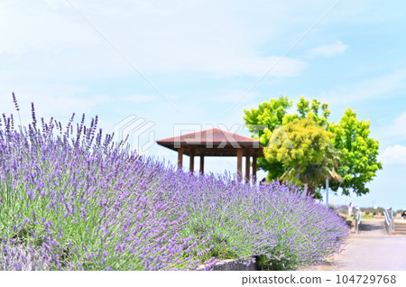 Lavender in full bloom and a refreshing summer sky, Shobu Town, Kuki City, Saitama Prefecture Lavender in full bloom and a refreshing summer sky, Shobu Town, Kuki City, Saitama Prefecture 104729768