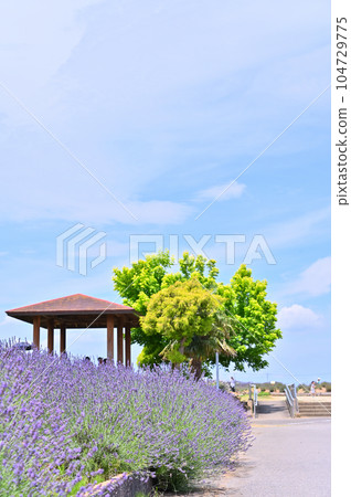 Lavender in full bloom and a refreshing summer sky, Shobu Town, Kuki City, Saitama Prefecture 104729775