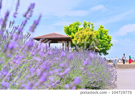 Lavender in full bloom and a refreshing summer sky, Shobu Town, Kuki City, Saitama Prefecture 104729778