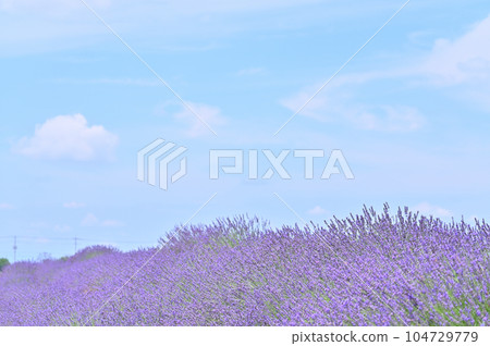 Lavender in full bloom and a refreshing summer sky, Shobu Town, Kuki City, Saitama Prefecture 104729779