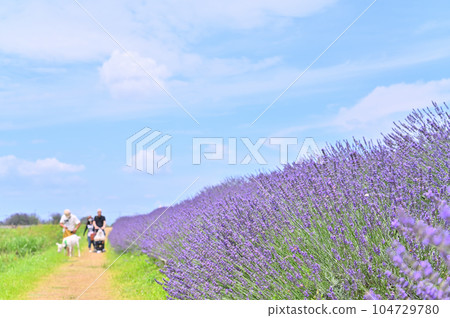 Lavender in full bloom and a refreshing summer sky, Shobu Town, Kuki City, Saitama Prefecture 104729780