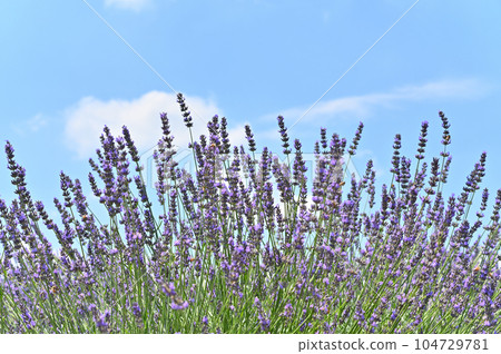 Lavender in full bloom and a refreshing summer sky, Shobu Town, Kuki City, Saitama Prefecture 104729781
