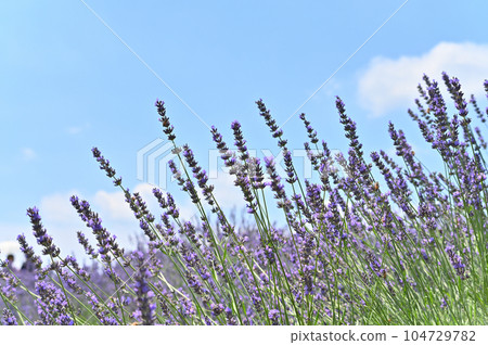 Lavender in full bloom and a refreshing summer sky, Shobu Town, Kuki City, Saitama Prefecture 104729782
