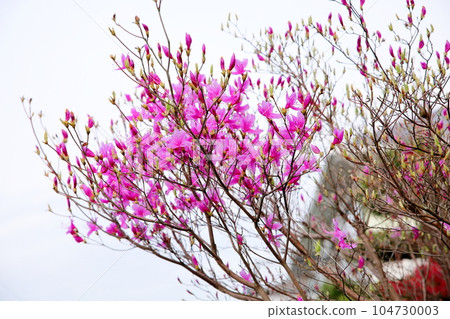 三葉杜鵑花‖ 104730003