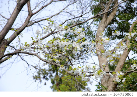 野櫻花 野櫻花 104730005