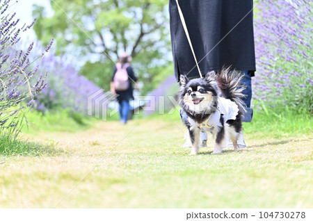 Owner woman taking a walk with Chihuahua Owner woman taking a walk with Chihuahua 104730278