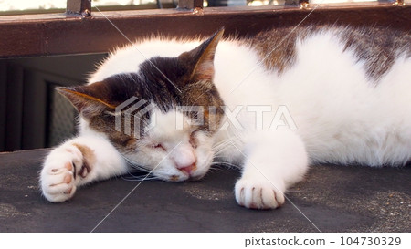 一隻貓在打瞌睡 104730329