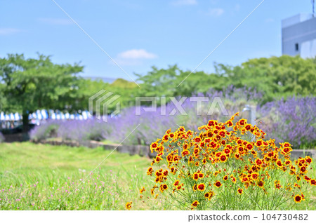 金雞菊 金雞菊 104730482