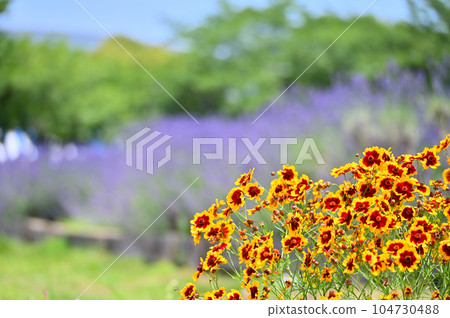 Coreopsis japonicum Coreopsis japonicum 104730488