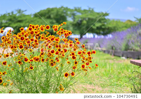 金雞菊 金雞菊 104730491