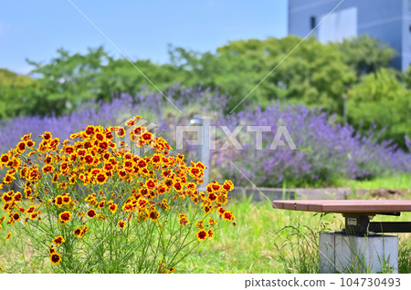 Coreopsis japonicum Coreopsis japonicum 104730493