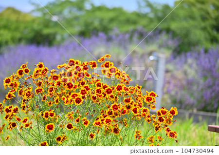 金雞菊 金雞菊 104730494