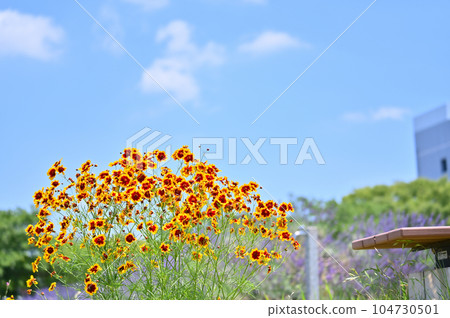 Coreopsis japonicum 104730501