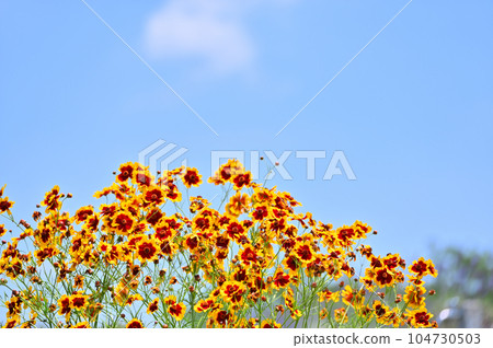 金雞菊 金雞菊 104730503