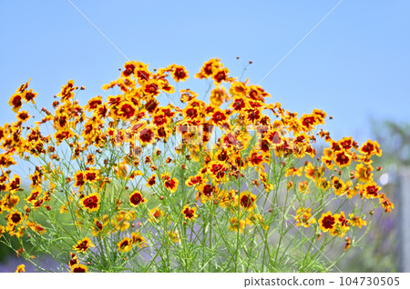 金雞菊 金雞菊 104730505