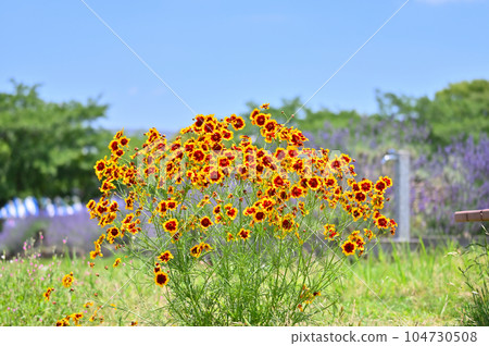 Coreopsis japonicum Coreopsis japonicum 104730508