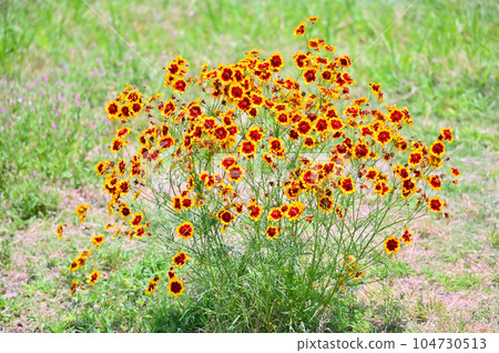 Coreopsis japonicum 104730513
