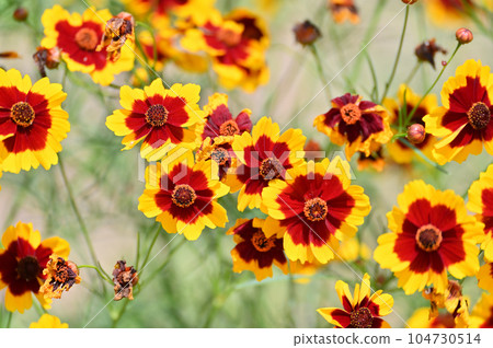 Coreopsis japonicum Coreopsis japonicum 104730514