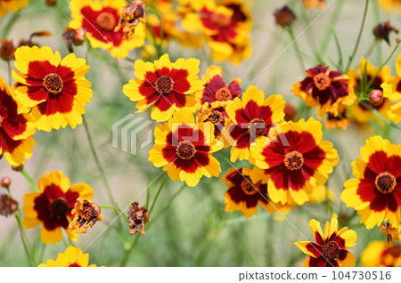 Coreopsis japonicum Coreopsis japonicum 104730516