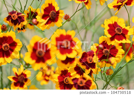 金雞菊 金雞菊 104730518