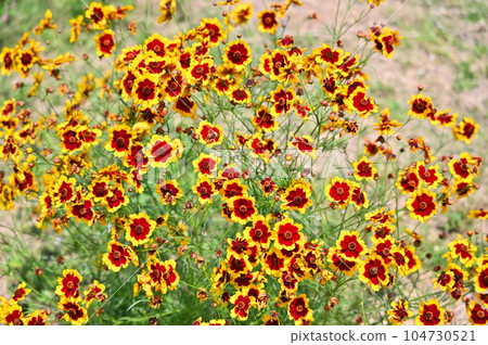 Coreopsis japonicum Coreopsis japonicum 104730521