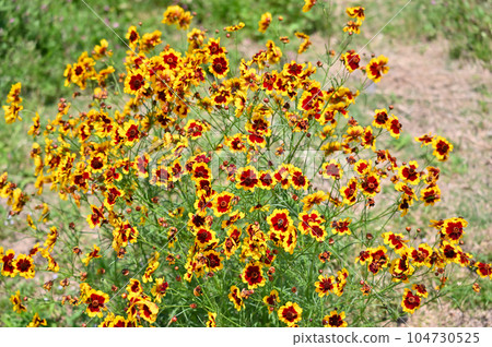 Coreopsis japonicum Coreopsis japonicum 104730525