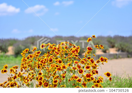 Coreopsis japonicum Coreopsis japonicum 104730526