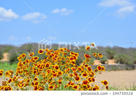 Coreopsis japonicum 104730528