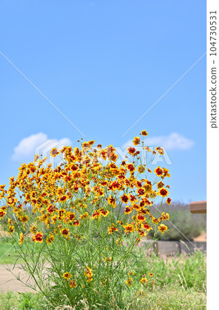 Coreopsis japonicum 104730531