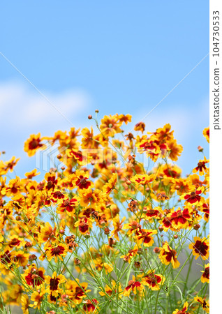 Coreopsis japonicum Coreopsis japonicum 104730533