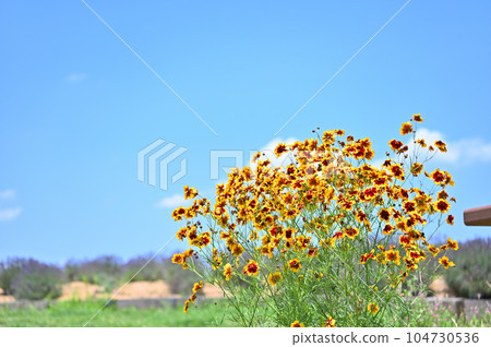 Coreopsis japonicum 104730536