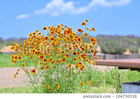金雞菊 金雞菊 104730538