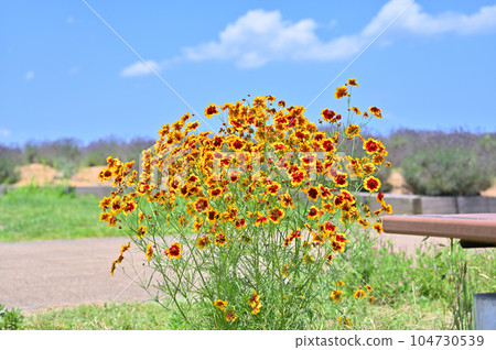 金雞菊 金雞菊 104730539