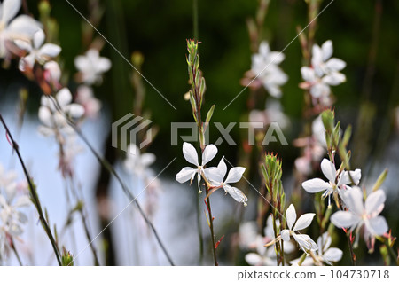 高拉花 高拉花 104730718