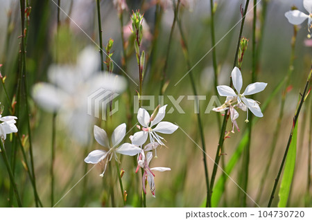 高拉花 高拉花 104730720