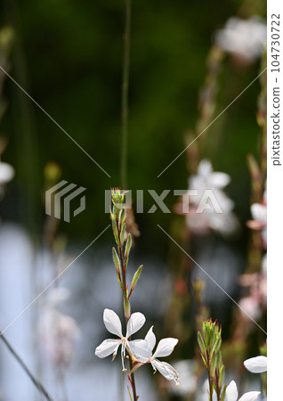 Gaura flower 104730722