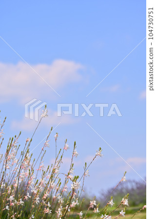 高拉花 高拉花 104730751
