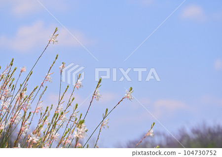 高拉花 高拉花 104730752