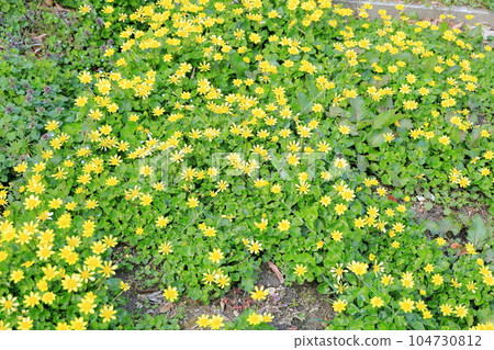 Lesser celandine flower 104730812