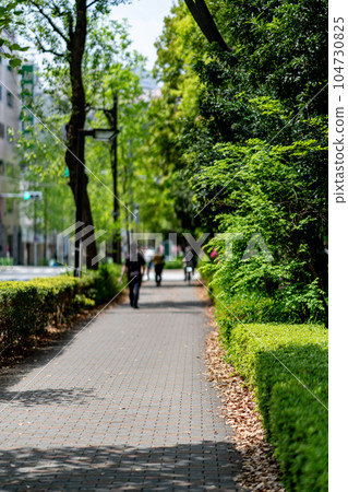 東京，中央區，三田，明石町，聖盧克街，夏天，早上，下午，觀光，旅行，人行道，道路，樹木，散步，落葉 104730825
