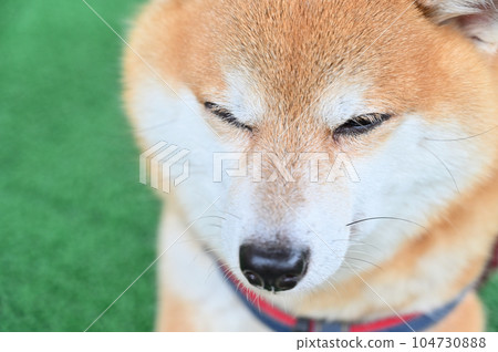 Relaxing Mameshiba Close-up 104730888