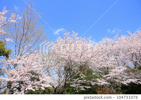 Cherry blossoms Yoshino cherry blossoms in full bloom 104731078